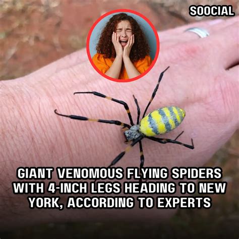 Giant venomous flying spiders with 4-inch legs heading to New York, according to experts - Soocial