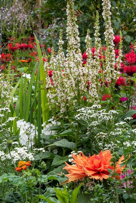 How to make a herbaceous border look amazing - The Middle-Sized Garden | Herbaceous border, Easy ...