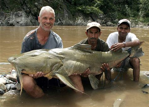 Goonch Catfish | River Monsters Wiki | FANDOM powered by Wikia