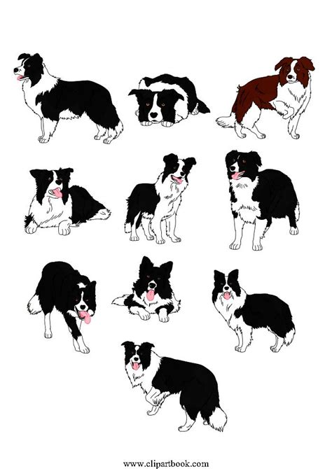 LE - Realistic Border Collie dogsfree vector clipart designs for ...