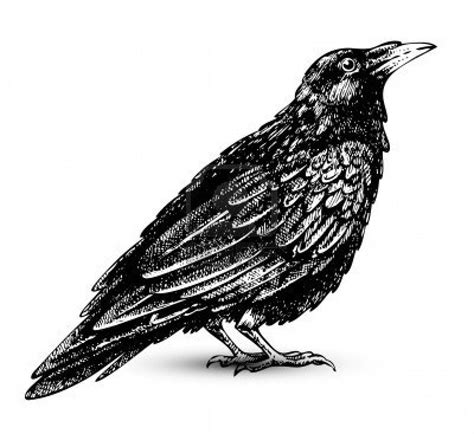 Clip art vintage, Raven art, Raven