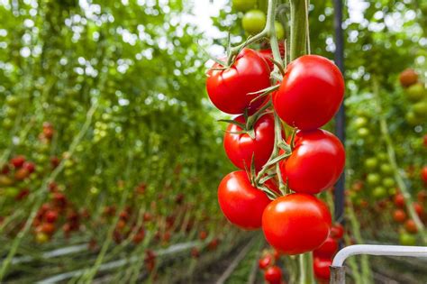 Beefsteak Tomatoes: Care and Growing Guide