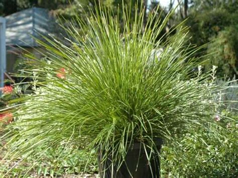 Lomandra longifolia ‘Easy As’ – Lomandra | Gardening With Angus