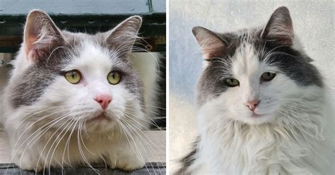 Maine Coon and Ragdoll Mix: Everything You Need to Know - MaineCoon.org