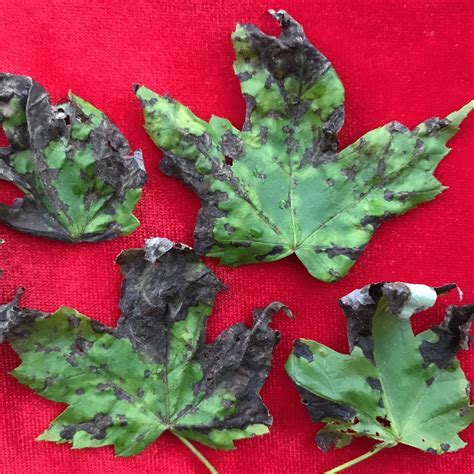 Landscape: Maple Anthracnose | Center for Agriculture, Food, and the Environment at UMass Amherst