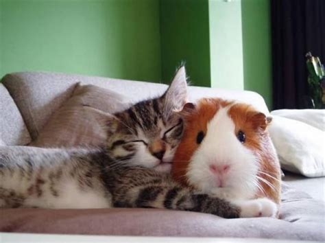 These Cute Animals Lie Together in Harmony | Cute overload - BabaMail