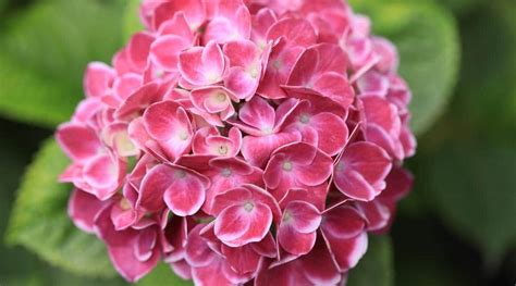 a pink flower with green leaves in the background