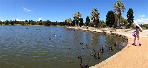 Centennial Park Sydney Black Swan - Free photo on Pixabay - Pixabay