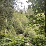 Gales Creek Trail, Oregon - 240 Reviews, Map | AllTrails