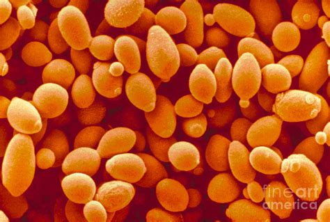 Saccharomyces Cerevisiae Yeast