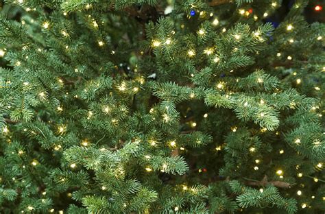 How to Pick the Best Pre-Lit Christmas Tree: A Buying Guide | Platt Hill Nursery | Blog & Advice