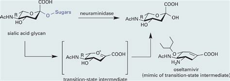 Study—Neuraminidase Inhibitors and the Influenza Virus | Basicmedical Key