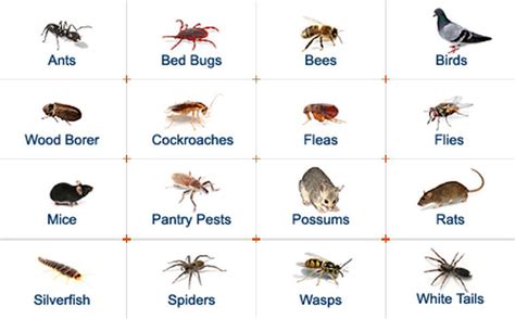 Common House Bugs Identification