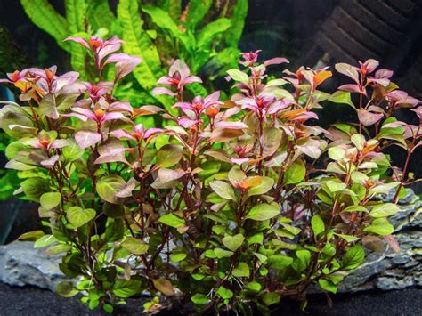 Red Ludwigia Plant Bunched – Goodjoseph LIVE Fish Store