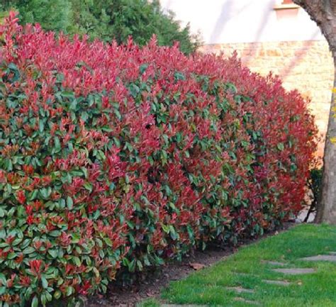 Photinia fraseri Red Robin 5L