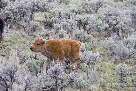 American Bison Calf Running Photograph by William H. Mullins