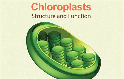 Chloroplast Function