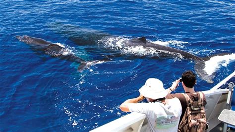 Maui Whale Watching Tour from Lahaina