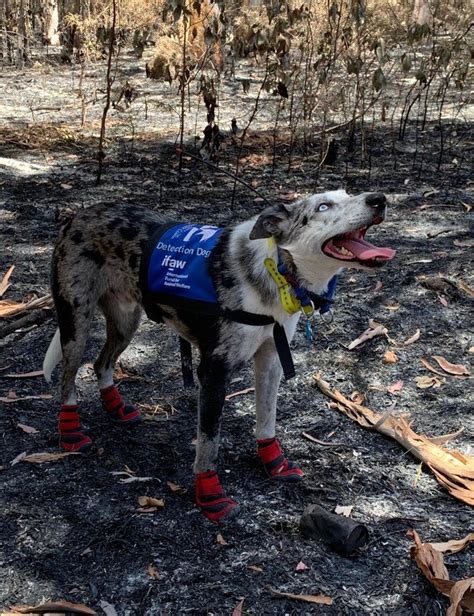 Australian Bushfires Have Claimed Lives Of Half A Billion Wild Animals ...