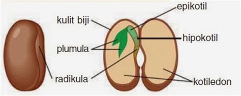 Bagian-bagian Biji Beserta Fungsinya - UtakAtikOtak.com