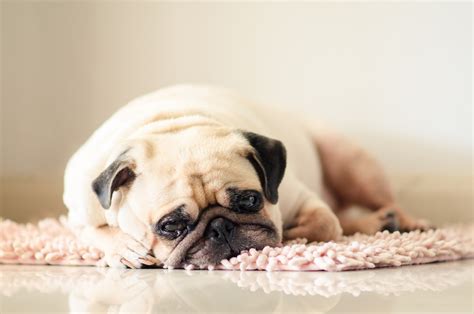 Veterinarians List Signs Indicating a Dog Might Be Depressed - PetHelpful News