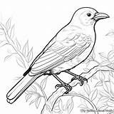 Crow Coloring Pages  Free & Printable sketch template