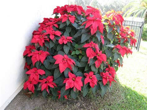 Outdoor Holiday Decorating With Poinsettias and Cyclamens | What Grows There :: Hugh Conlon ...