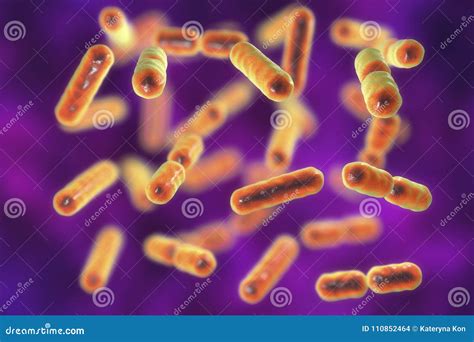 Bacteria Bacteroides Fragilis, the Major Component of Normal Microbiome ...