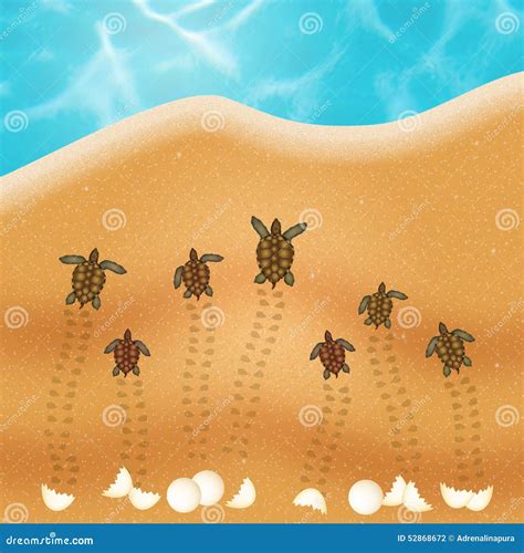 Sea Turtle Eggs on the Beach Stock Illustration - Illustration of tortoise, funny: 52868672