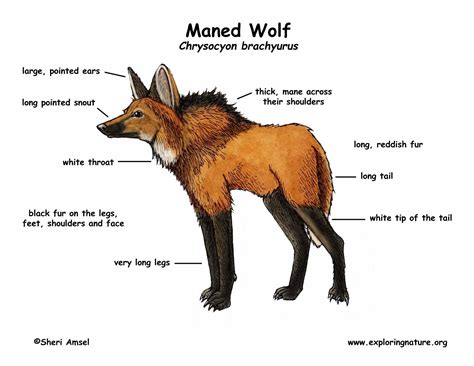 Wolf (Maned)