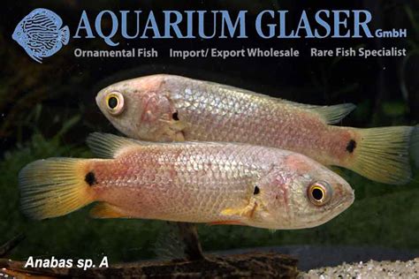 Anabas - Aquarium Glaser GmbH