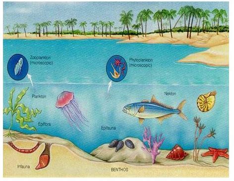 aquatic ecosystems clipart 10 free Cliparts | Download images on Clipground 2024