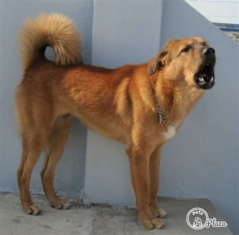 Bakharwal Dog Breed - Pictures, Information (Price, Height, Weight ...