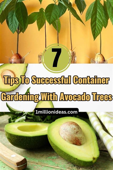 7 Tips To Successful Container Gardening With Avocado Trees