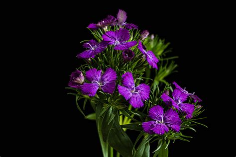 Purple Dianthus | Dianthus cut flowers. | Stephen Nelson | Flickr