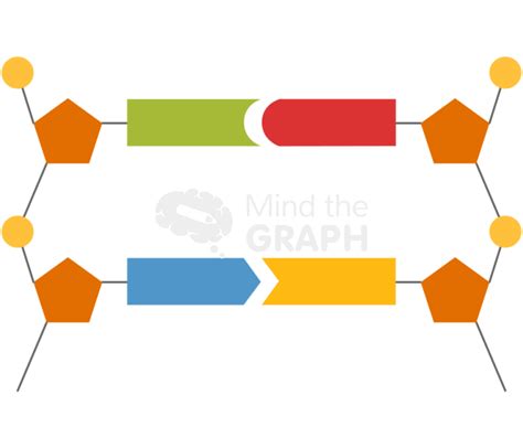 Dna simple nucleotide nucleobase