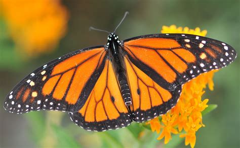 Monarch butterfly on butterfly weed flowers – Wild Ones St. Louis