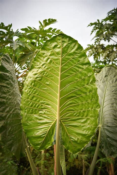 Giant Taro Leaves stock photo. Image of bulbous, botany - 6315790