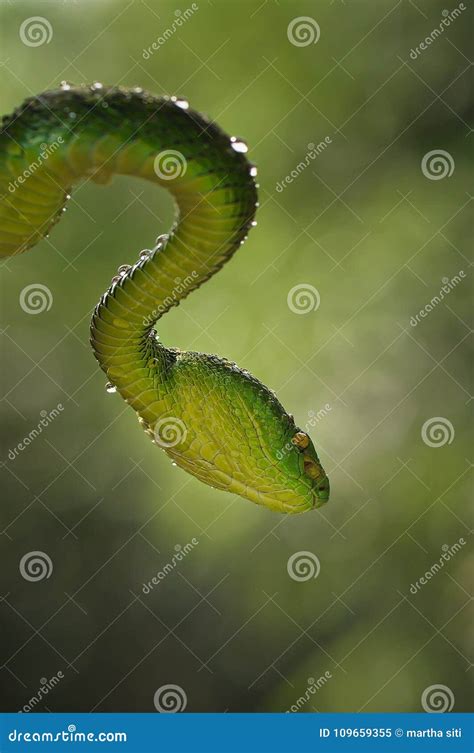 Snakes attack the prey stock image. Image of npoisonous - 109659355