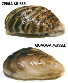 Zebra and Quagga Mussels | Whatcom Boat Inspections