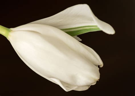 White Tulip - White tulip bulb just beginning to open. | White tulips, Tulips, Tulip bulbs