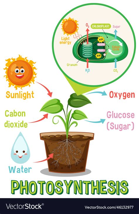 Diagram of photosynthesis for biology and life Vector Image