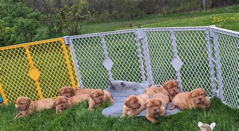 Dogue De Bordeaux Puppies For Sale