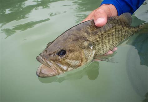 The Guadalupe Bass - state of Texas : flyfishing