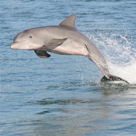 Home - Sarasota Dolphin Research Program