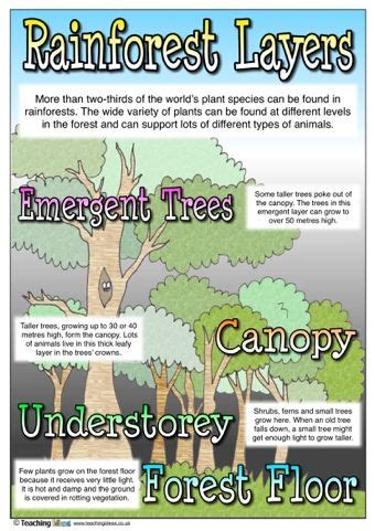 17+ images about school projects on Pinterest | Rainforests, Tiger habitat and Fun websites