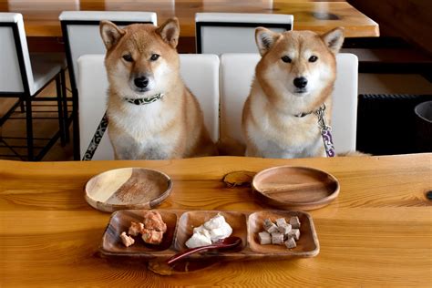 Shiba Inu Feeding Chart – What The Ideal Dog Diet Looks Like