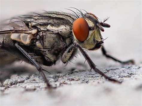 Human, Mouse, and Fly Brains All Use the Same Basic Mechanisms | Mind Matters