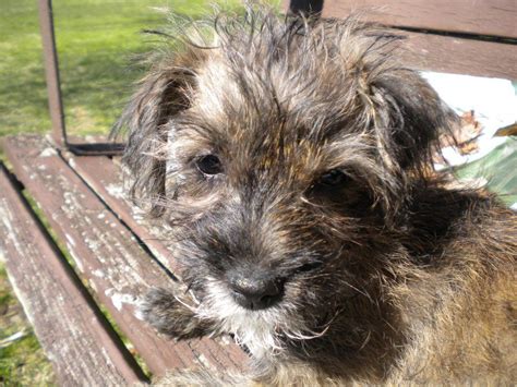 cairn terrier/ poodle | Pedigree dog, Dog breeds, Yorkshire terrier