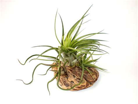 Air Plants on Driftwood: Mounted Tillandsias on by Plantzilla